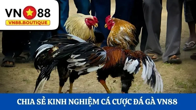 Kinh nghiệm cá cược đá gà VN88 dành cho người chơi