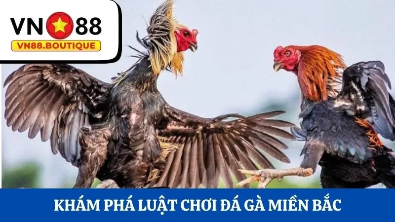 Khám phá luật chơi đá gà miền Bắc Việt Nam