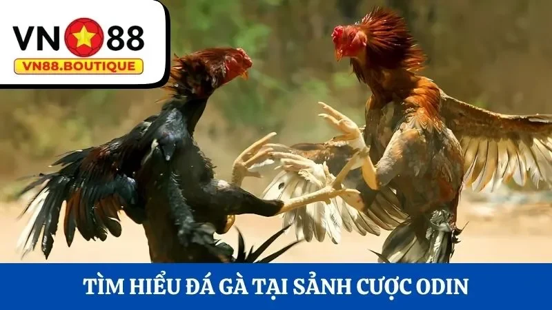 Tìm hiểu hình thức đá gà tại sảnh cược ODIN